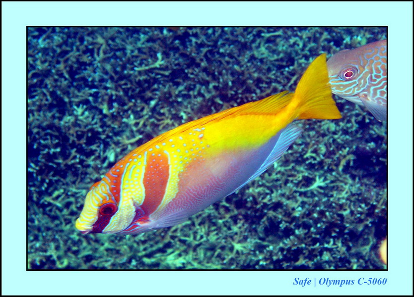 2005 - 08 - Redang  - 216.JPG